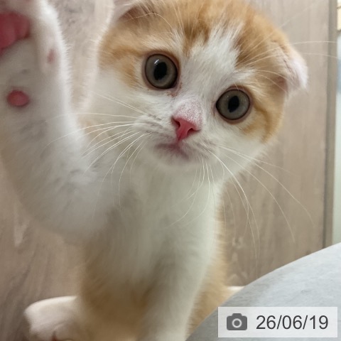 スコティッシュフォールドの写真