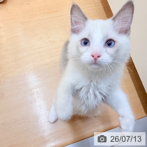東京都のラグドール (ペッツワン 南砂町SUNAMO店/2026年4月15日生まれ/男の子/ブルーポイント)の子猫の4枚目の画像