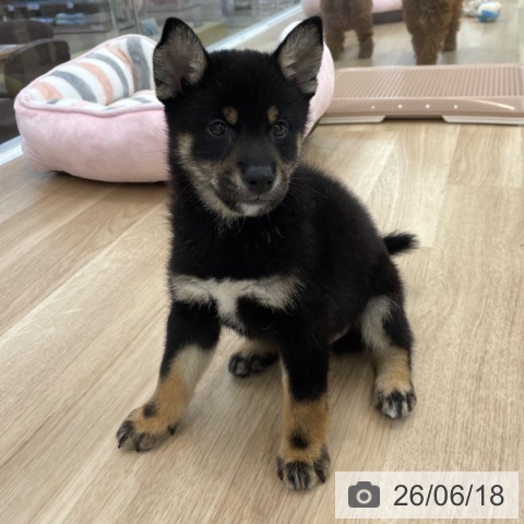 神奈川県の柴犬(標準サイズ) (ペットプラス 相模原並木店/2026年4月18日生まれ/男の子/黒)の子犬の3枚目の画像