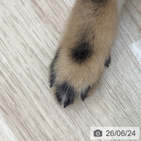 神奈川県の柴犬(標準サイズ) (ペットプラス 相模原並木店/2026年4月18日生まれ/男の子/黒)の子犬の4枚目の画像