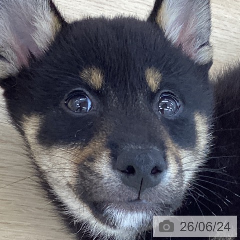 神奈川県の柴犬(標準サイズ) (ペットプラス 相模原並木店/2026年4月18日生まれ/男の子/黒)の子犬の3枚目の画像