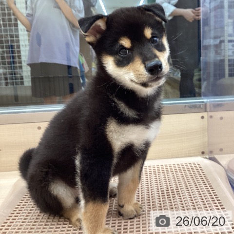 柴の写真