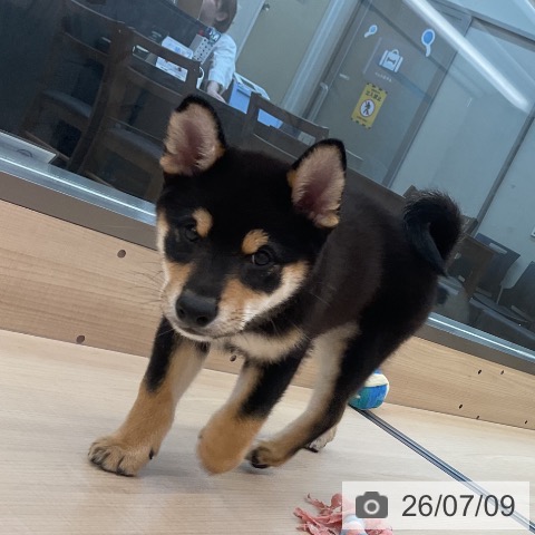 東京都の柴犬(標準サイズ) (ペッツワン 南砂町SUNAMO店/2026年4月18日生まれ/男の子/黒)の子犬の3枚目の画像