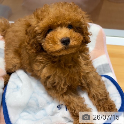 神奈川県のトイプードル(トイ) (ペットプラス ビアレ横浜店/2026年4月18日生まれ/男の子/レッド)の子犬の3枚目の画像