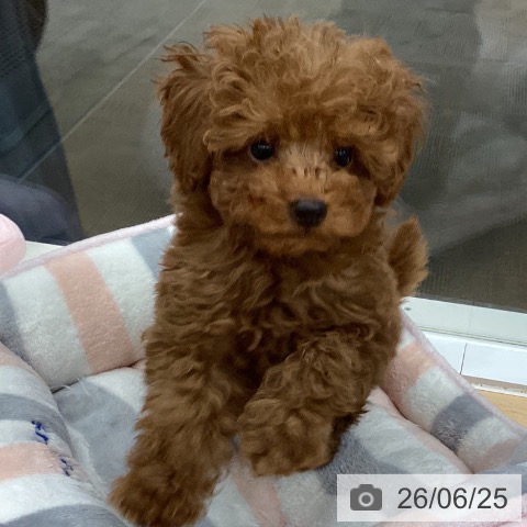 長野県のトイプードル(トイ) (ペットプラス 松本店/2026年4月18日生まれ/男の子/レッド)の子犬の3枚目の画像