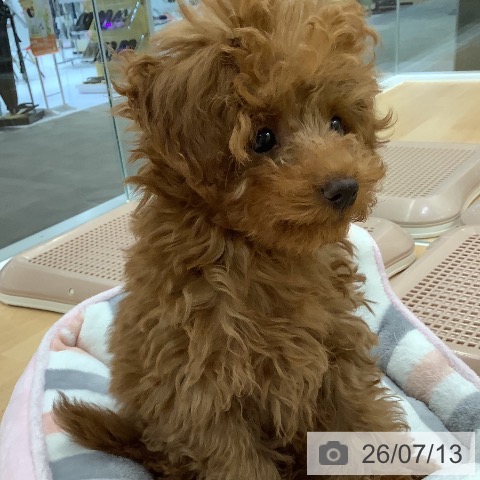 山梨県のトイプードル(トイ) (ペットプラス 甲府昭和店/2026年4月18日生まれ/男の子/レッド)の子犬の4枚目の画像
