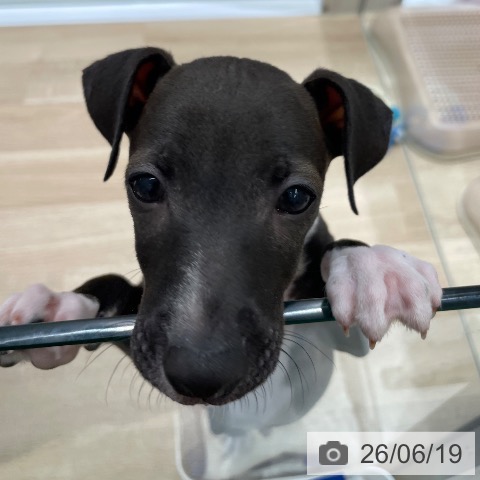 長野県のイタリアングレーハウンド (ペットプラス 須坂店/2026年4月17日生まれ/男の子/シールホワイト)の子犬の4枚目の画像