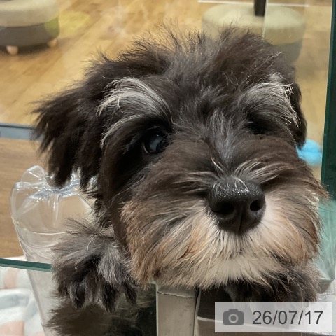 埼玉県のミニチュアシュナウザー (ペッツワン 吉川美南店/2026年4月18日生まれ/男の子/ブラックシルバー)の子犬の3枚目の画像