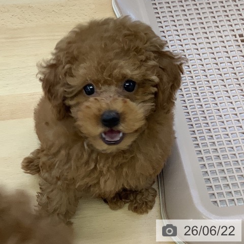埼玉県のトイプードル(トイ) (ペットプラス 羽生店/2026年4月15日生まれ/女の子/レッド)の子犬の3枚目の画像