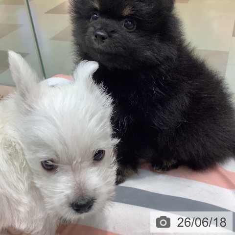 埼玉県のポメラニアン (ペットプラス ららぽーと新三郷店/2026年4月5日生まれ/男の子/ブラックタン)の子犬の3枚目の画像