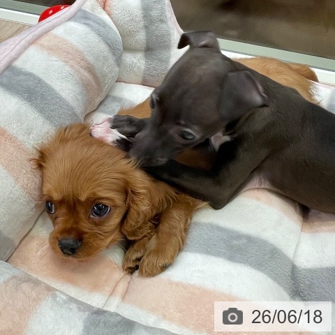 キャバリア・キングチャールズ・スパニエルの写真