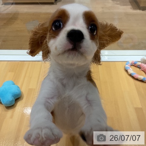 埼玉県のキャバリアキングチャールズスパニエル (ペットプラス 与野店/2026年4月16日生まれ/女の子/ブレンハイム)の子犬の3枚目の画像