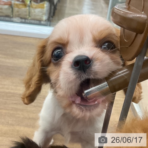 千葉県のキャバリアキングチャールズスパニエル (ペッツワン 千葉ニュータウン店/2026年4月18日生まれ/女の子/ブレンハイム)の子犬の3枚目の画像