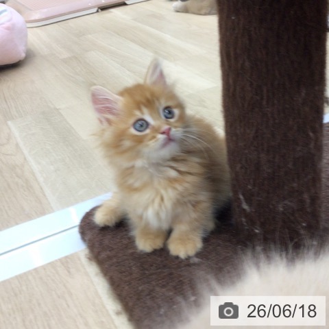 マンチカンの写真
