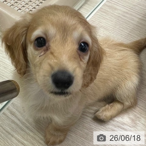 カニーンヘン・ダックスフンドの写真