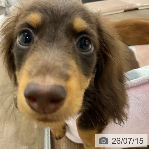 千葉県のカニンヘンダックスフンド(ロング) (ペッツワン 千葉ニュータウン店/2026年4月13日生まれ/男の子/チョコレートタン)の子犬の4枚目の画像