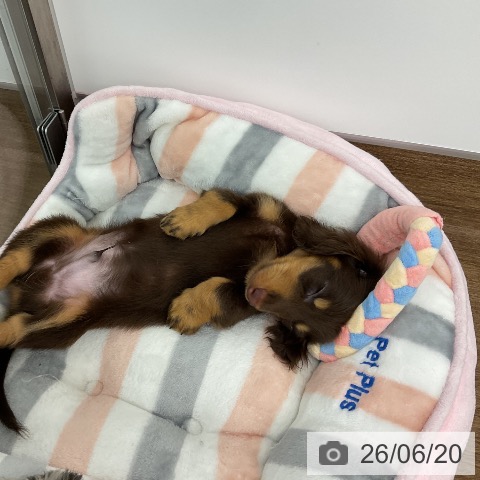 千葉県のカニンヘンダックスフンド(ロング) (ペッツワン 千葉ニュータウン店/2026年4月13日生まれ/男の子/チョコレートタン)の子犬の3枚目の画像