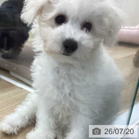 神奈川県のビションフリーゼ (ペットプラス 相模原並木店/2026年4月11日生まれ/女の子/ホワイト)の子犬の4枚目の画像