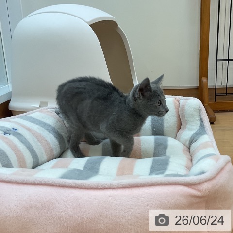 埼玉県のロシアンブルー (ペッツワン 浦和美園店/2026年4月17日生まれ/女の子/ブルー)の子猫の4枚目の画像