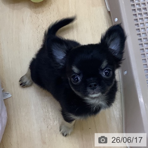 チワワの写真