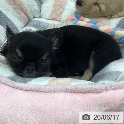 チワワの写真