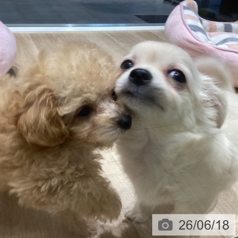 チワワの写真