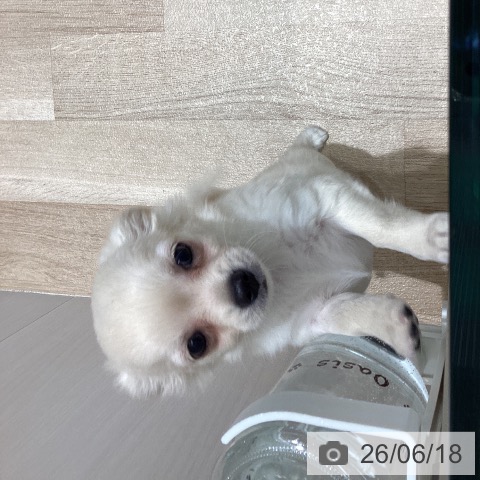 チワワの写真