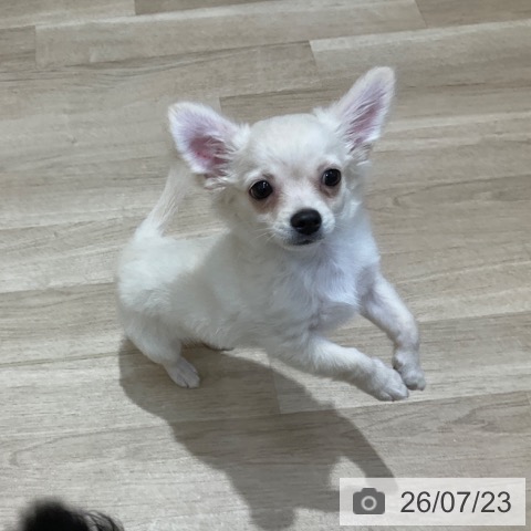 チワワの写真