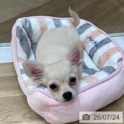 チワワの写真