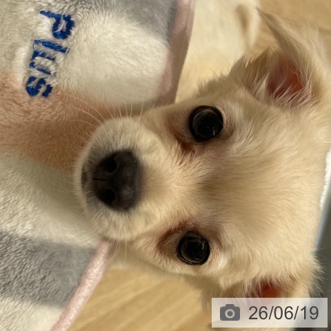 長野県のチワワ(ロング) (ペットプラス 須坂店/2026年4月18日生まれ/男の子/クリーム)の子犬の3枚目の画像