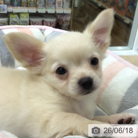 チワワの写真