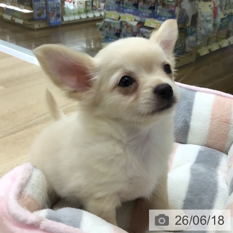 チワワの写真