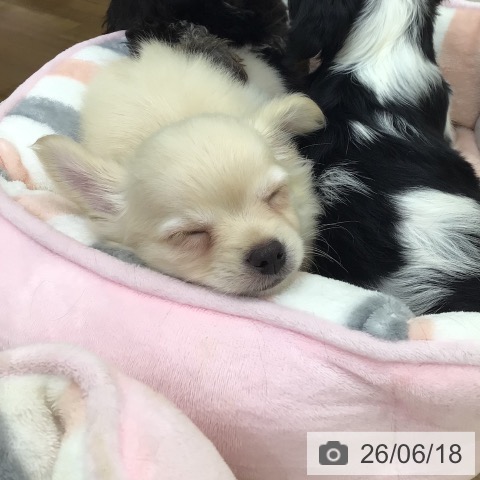 チワワの写真
