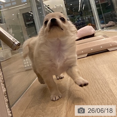 チワワの写真