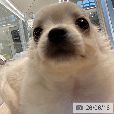 チワワの写真