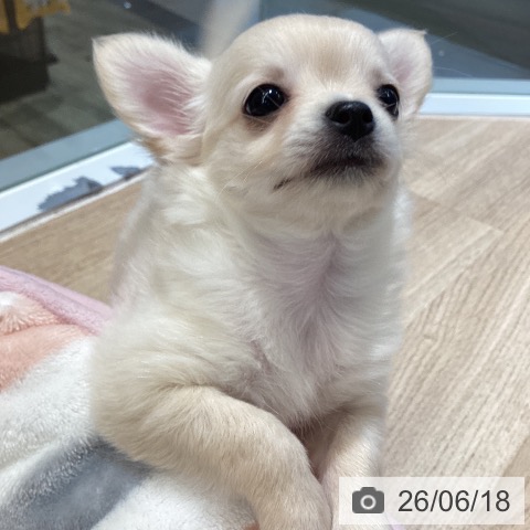 チワワの写真