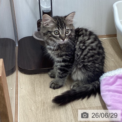 サイベリアンの写真