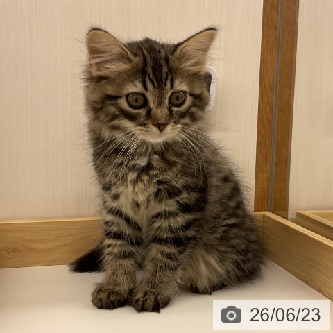 岩手県のサイベリアン (ペットプラス 盛岡南店/2026年4月5日生まれ/女の子/ブラウンタビーホワイト)の子猫の3枚目の画像