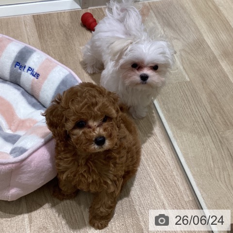 宮城県のトイプードル(トイ) (ペットプラス 仙台上杉店/2026年4月19日生まれ/男の子/レッド)の子犬の4枚目の画像