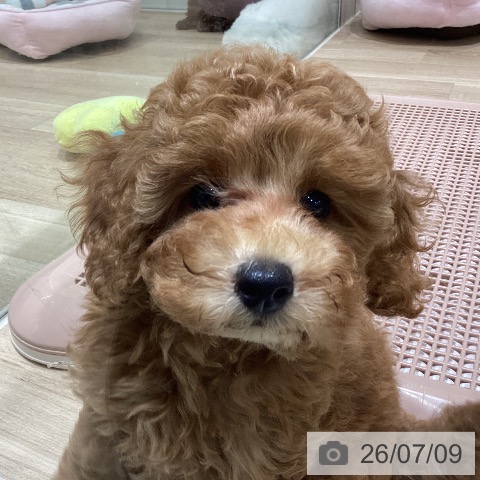 宮城県のトイプードル(トイ) (ペットプラス 仙台上杉店/2026年4月19日生まれ/男の子/レッド)の子犬の4枚目の画像
