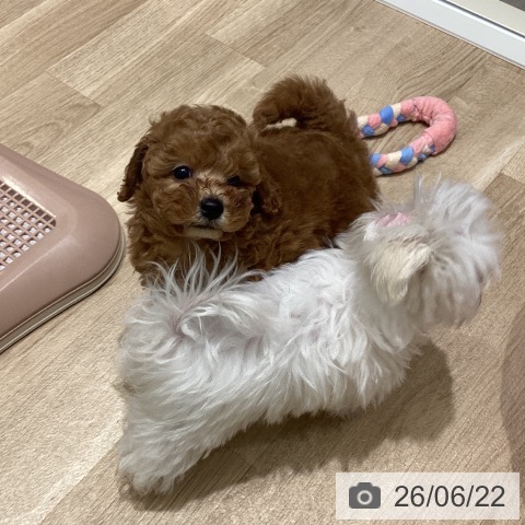 宮城県のトイプードル(トイ) (ペットプラス 仙台上杉店/2026年4月19日生まれ/男の子/レッド)の子犬の3枚目の画像