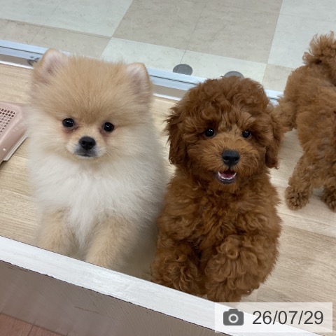神奈川県のトイプードル(トイ) (ペットプラス アミーゴ藤沢店/2026年4月20日生まれ/男の子/レッド)の子犬の4枚目の画像