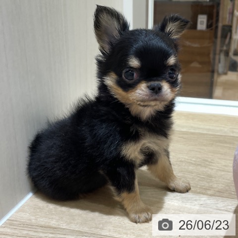 埼玉県のチワワ(ロング) (ペットプラス ららぽーと富士見店/2026年4月14日生まれ/男の子/ブラックタン)の子犬の4枚目の画像