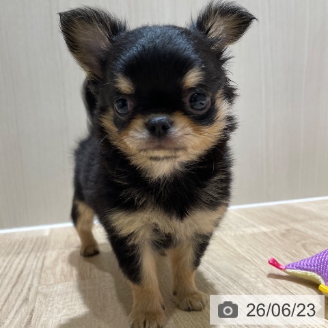 埼玉県のチワワ(ロング) (ペットプラス ららぽーと富士見店/2026年4月14日生まれ/男の子/ブラックタン)の子犬の3枚目の画像