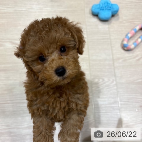 神奈川県のトイプードル(トイ) (ペットプラス 川崎ルフロン店/2026年4月20日生まれ/男の子/レッドフォーン)の子犬の4枚目の画像