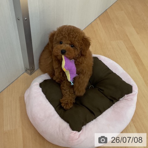 山形県のトイプードル(トイ) (ペットプラス 天童店/2026年4月20日生まれ/男の子/レッドフォーン)の子犬の3枚目の画像