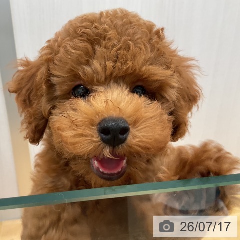 山形県のトイプードル(トイ) (ペットプラス 天童店/2026年4月20日生まれ/男の子/レッドフォーン)の子犬の3枚目の画像