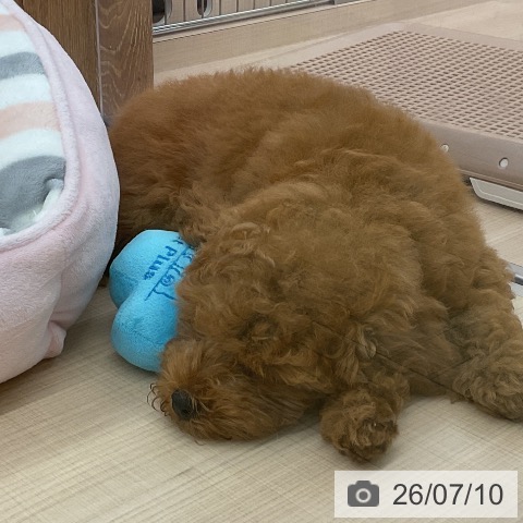 埼玉県のトイプードル(トイ) (ペッツワン 浦和美園店/2026年4月20日生まれ/女の子/レッドフォーン)の子犬の3枚目の画像