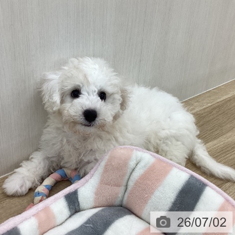 山梨県のビションフリーゼ (ペットプラス 甲府国母店/2026年4月19日生まれ/男の子/ホワイト)の子犬の3枚目の画像