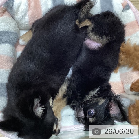 宮城県のチワワ(ロング) (ペットプラス 仙台泉大沢店/2026年4月20日生まれ/男の子/ブラックタン)の子犬の3枚目の画像